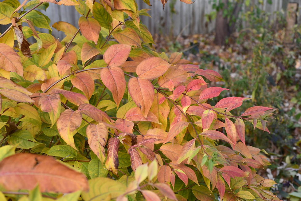 Thumbnail: Bush Honeysuckle  (Diervilla lonicera)