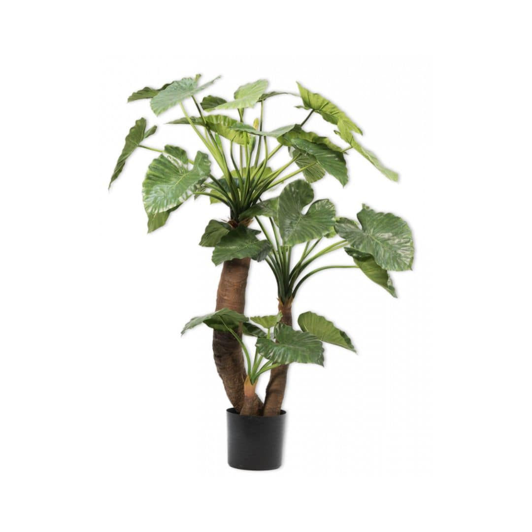 GREEN ALOCASIA PLANT