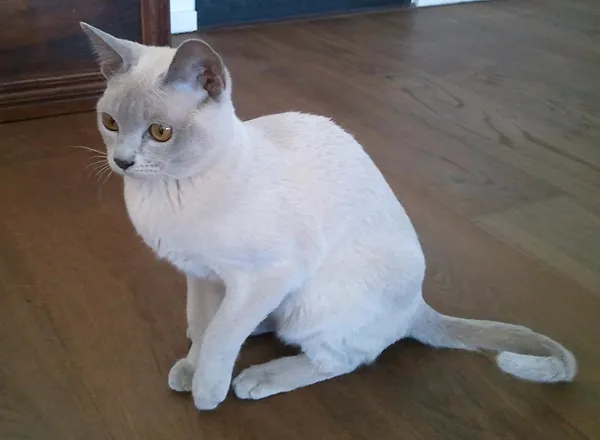 Burmesenundbombay Com