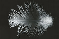 Contemporary artists, charcoal drawing by Chris Summer feather water drop Disruption