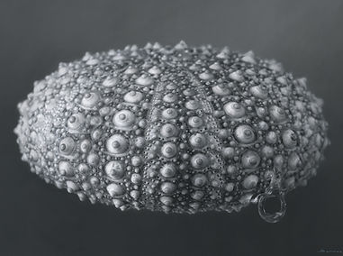 Contemporary artists, still life painting by Chris Summer urchin water drop Expansion