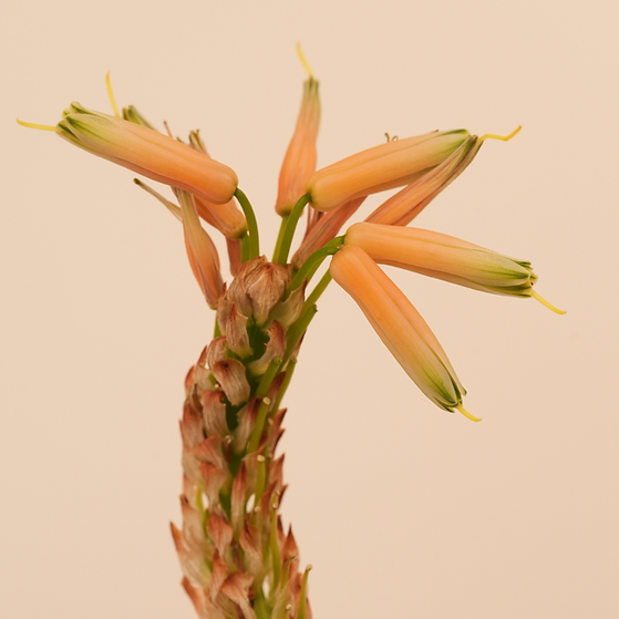 subskrypcja kwiatow warszawa home de fleur.png