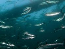 284944434_2016-12-15-bassin.200x150.png