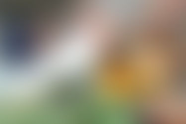 Quanto tempo vive um "papagaio"?