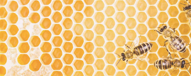 Ways to Use the Natural & Antibacterial Propolis Liquids