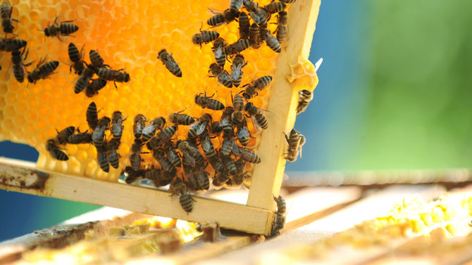Health & Beauty - What's hiding in the beehive?