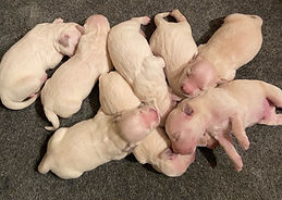 Olive's puppies