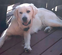 Gibson