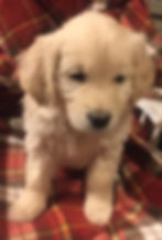 Med Male at 8 weeks
