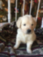 Female 6 wks