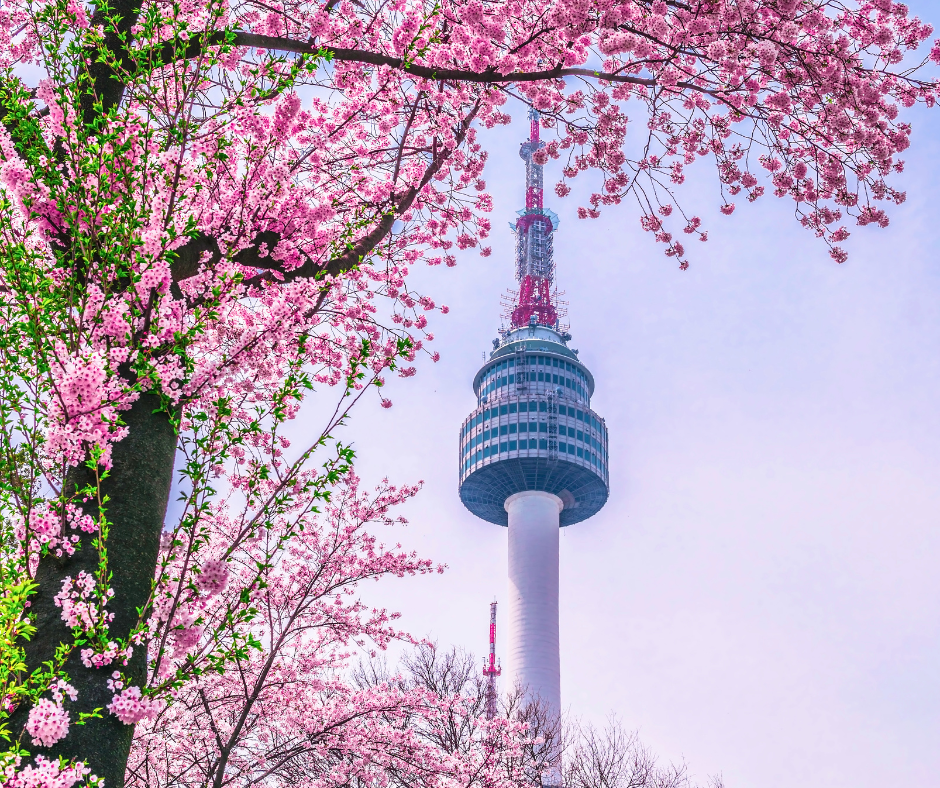 Thumbnail: cherry blossom korea