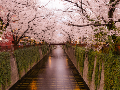Cherry Bloosom