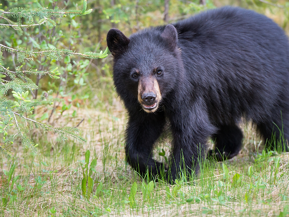 A Black Bear