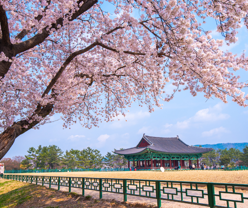 Thumbnail: cherry blossom korea