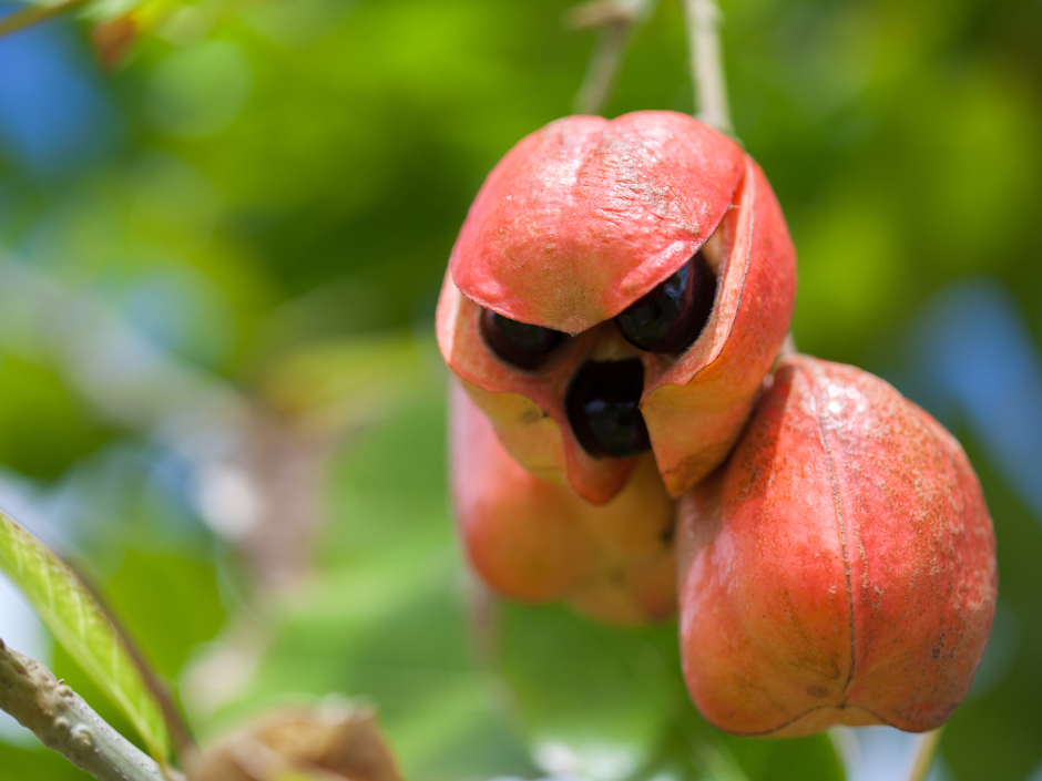 Ackee