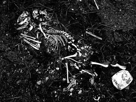 Morbid Curiosity