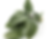 sage leaf