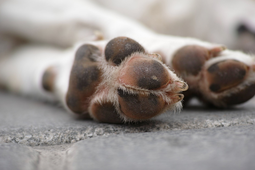 How & Why You Should Care For Your Dog's Paws