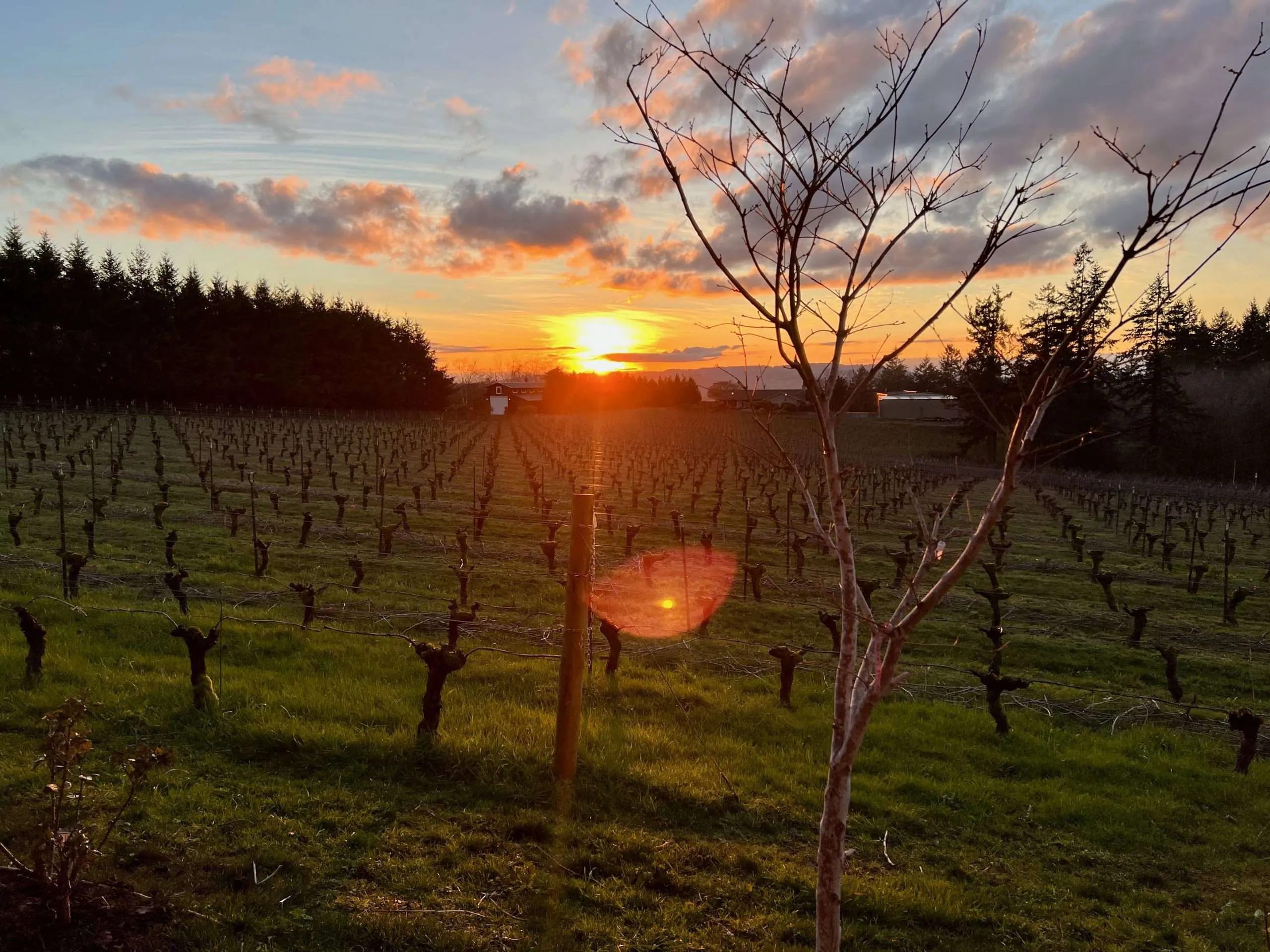 Dundee Hills Resort RV park Vineyard