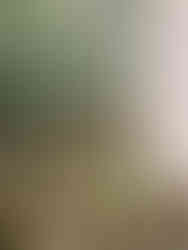 the view from the window, overlooking the canopy of Villa Borsani during Alcova Milan Design Week 2025