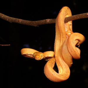 The Devils Twine on Survivors Vines