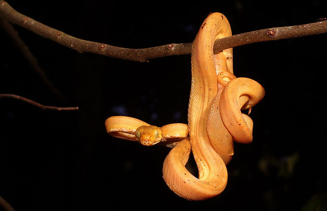 Hanging Snake