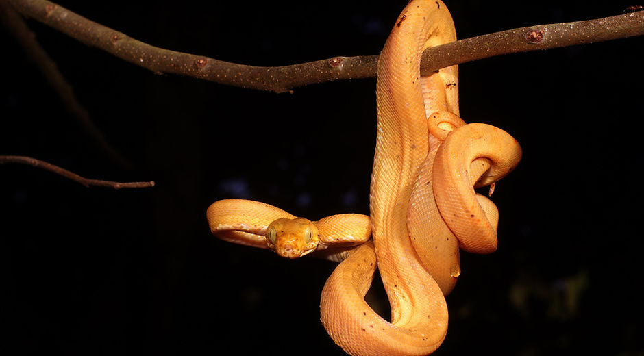 Hanging Snake