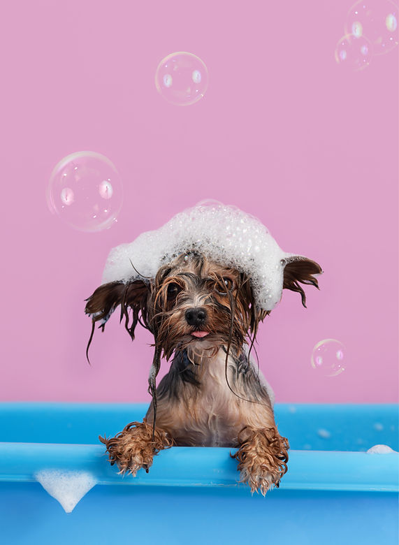 Cute Yorkshire Terrier having bath with 