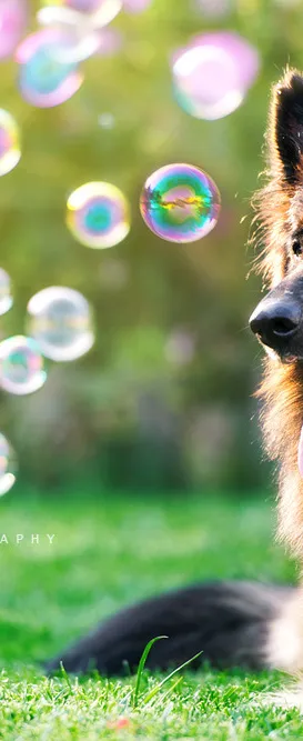 scrubby dogs mobile pet grooming