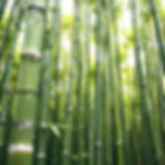 bamboo forest up close_edited.jpg