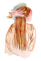 Aquarelle coupe sacrée