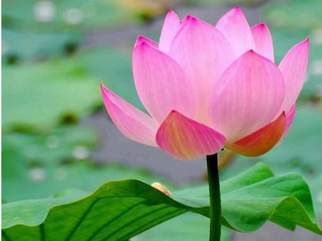 To honor our ancestors, we should strive for unsurpassed bodhi.