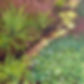 Golden Stream, Rococo Garden