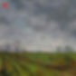 December Field, Lypiatt