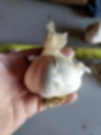 Thumbnail: (Pre order) Georgian Crystal Garlic (seed garlic)