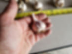 Thumbnail: Russian Giant- (Naturally Grown) Eating Garlic