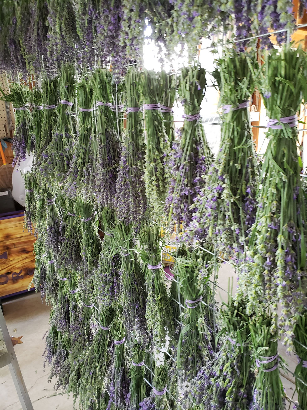 Thumbnail: Lavender Buds