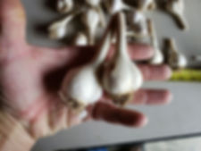 Georgian Crystal Garlic (Naturally Grown) Eating Garlic Culinary