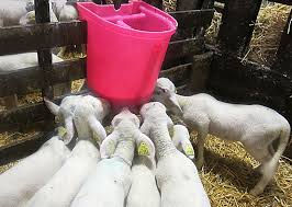 Milk Bar Lamb/Kid 7