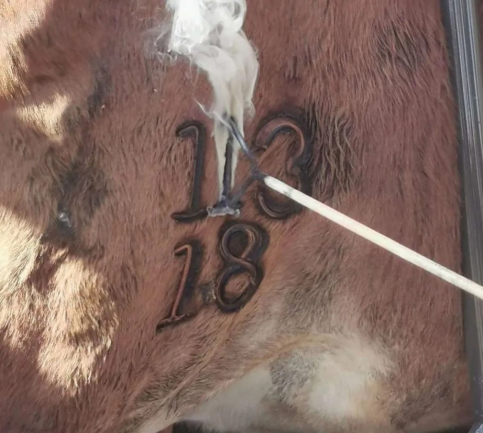 Cattle Management - Branding Cattle