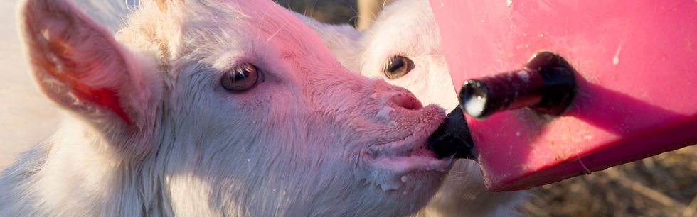 Milk Bar Lamb and Kid Teats