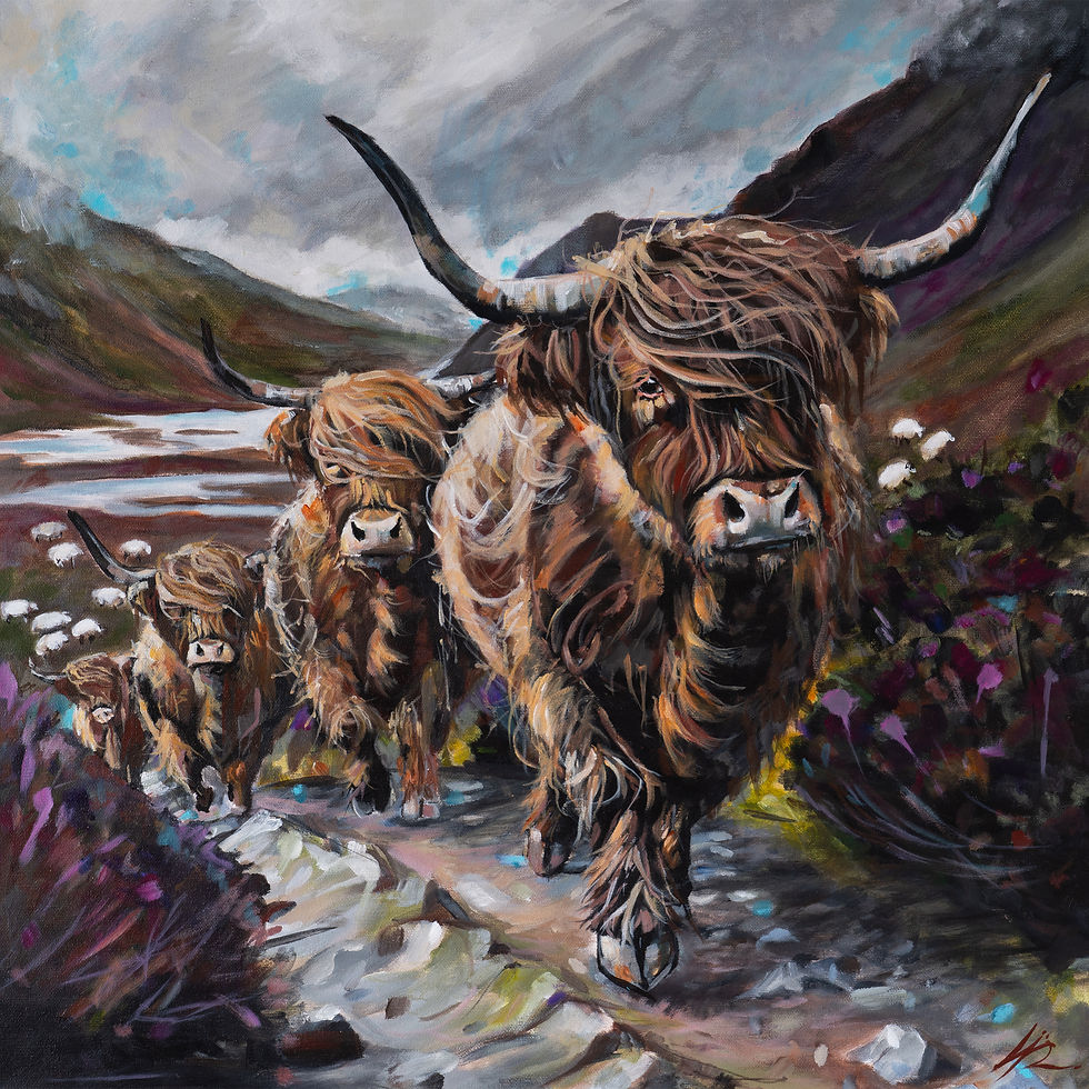 FOUR HIGHLAND COWS WALKING UP A MOUNTAIN WITH SHEEP IN THE BACKGROUND