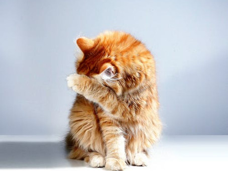 Je vous présente Alex... Miaou !