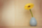 Blume.jpg