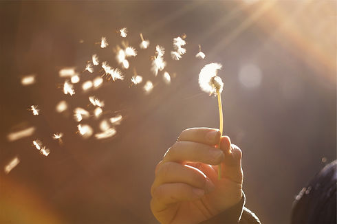 dandelion-698673_1280.jpg