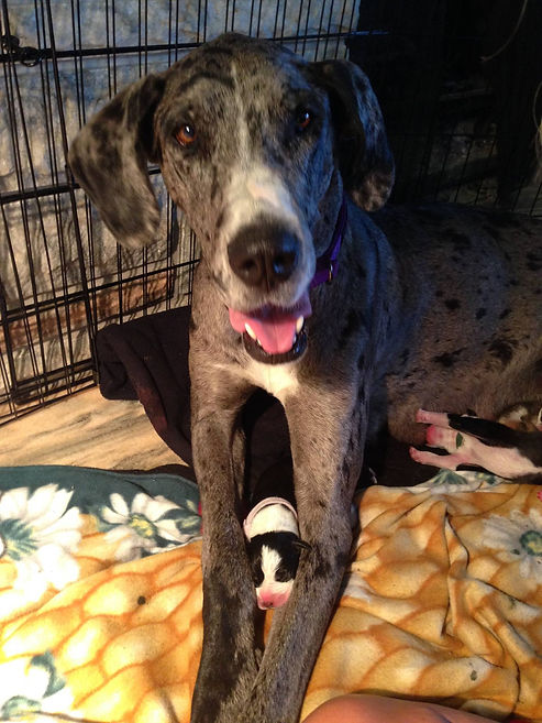 Great Dane Colorado
