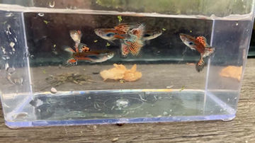 Thumbnail: Pink Grass Guppy MALE