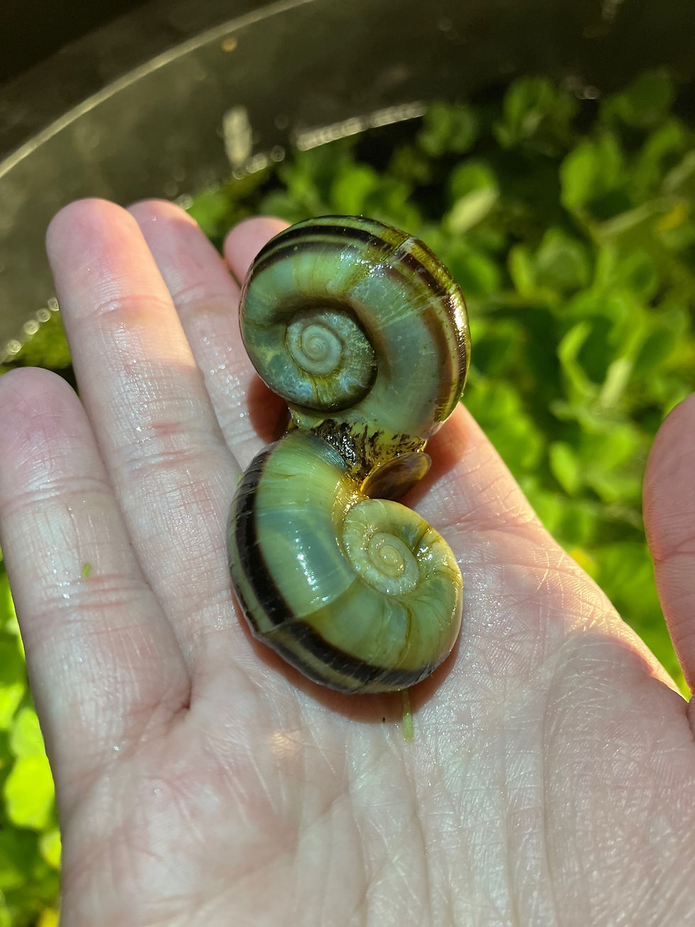 Thumbnail: Columbian Ramshorn Snail (NY SALE ONLY)