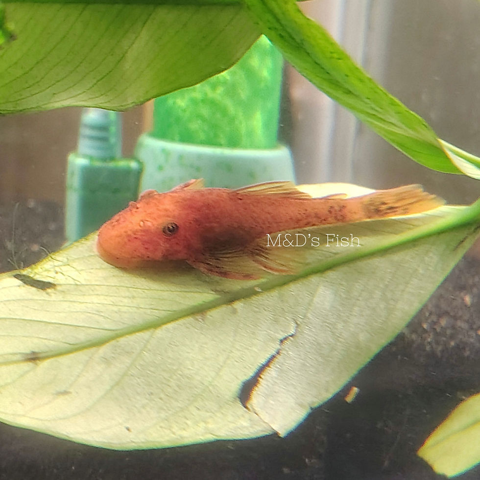 Thumbnail: Super Red Bristlenose Pleco 