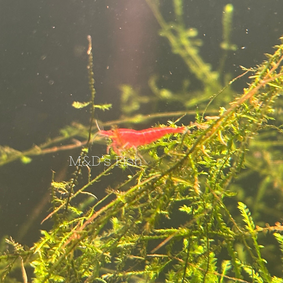 Thumbnail: Red Cherry Shrimp 